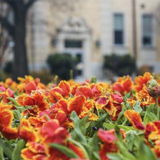 TCU marigold tulips