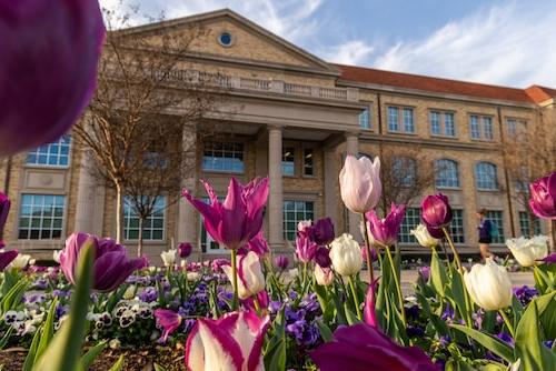 Tulips on campus